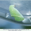 libythea celtis pupa3c